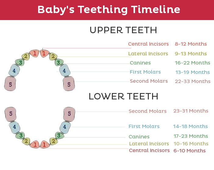 Baby Teething Phase Timeline: A complete guide
