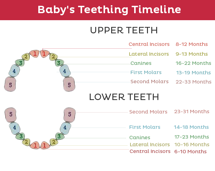 Baby Teeth Chart A Full Teething Timeline Pampers vrogue.co