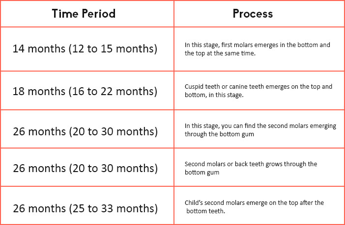 Teething Timeline Chart