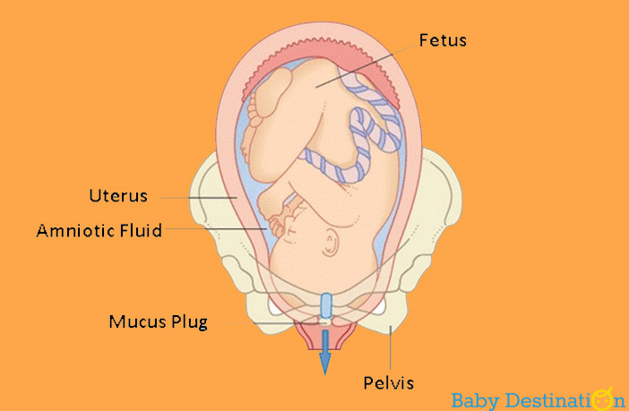 How to figure out when your Water Breaks during pregnancy