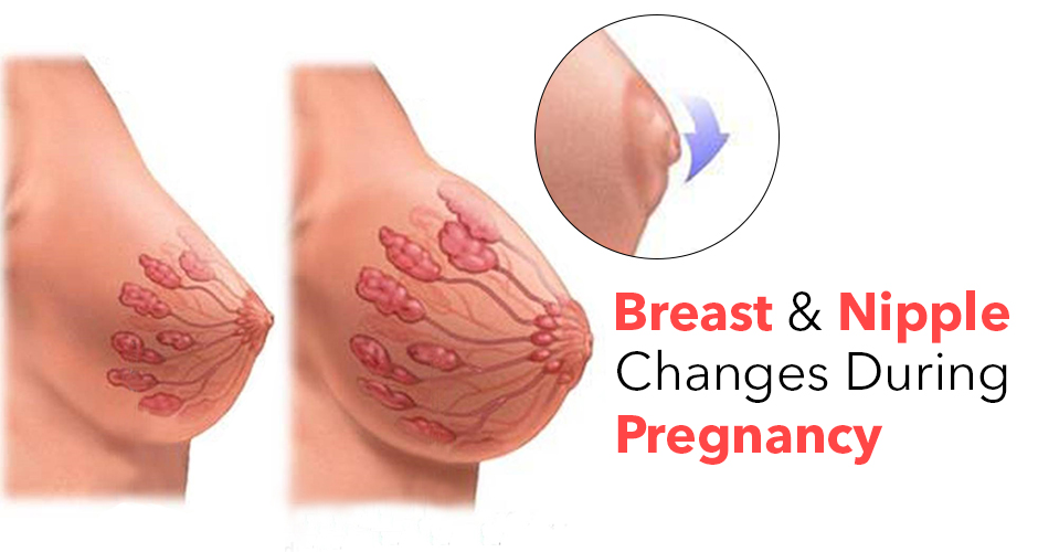 Surprising changes in breasts and nipples during pregnancy