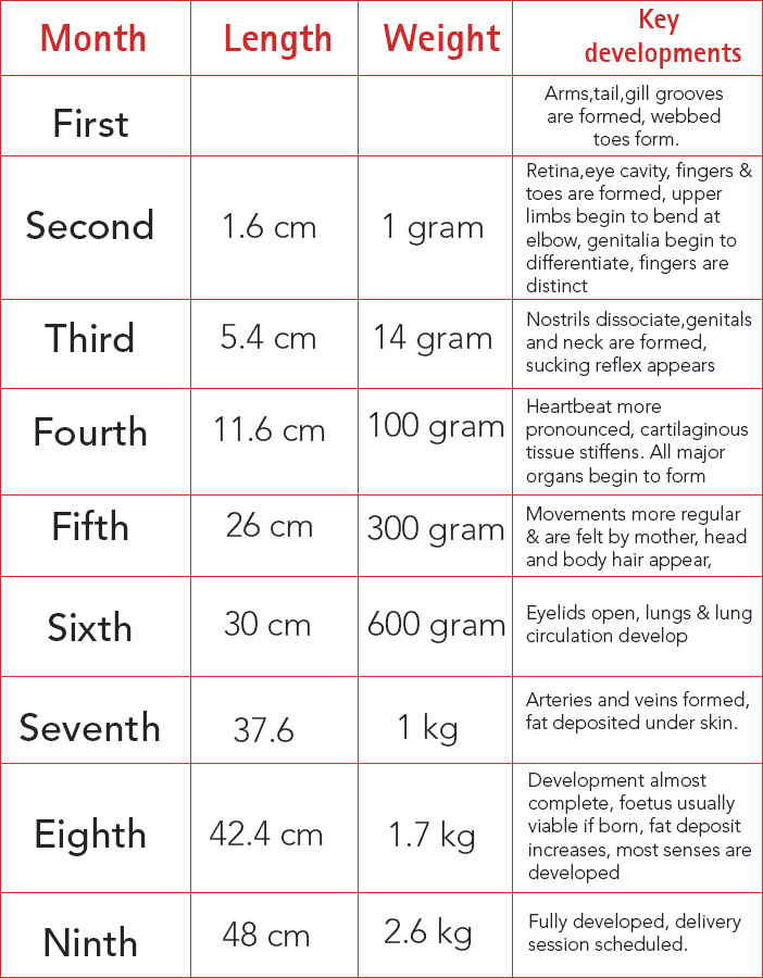 Stage wise development of fetus (0-9 months)