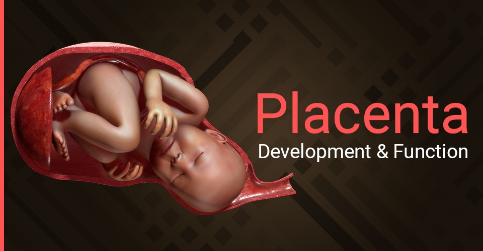 Placenta: Development & Function During Pregnancy