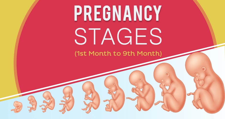 Pregnancy Calendar and Baby Development Month By Month in Womb