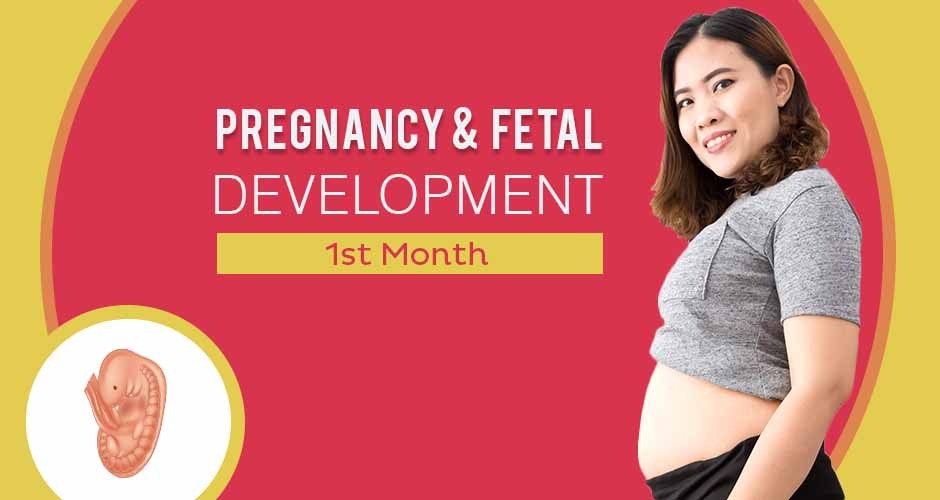 First Month Pregnancy : Care, Diet, Symptoms & Fetus Development