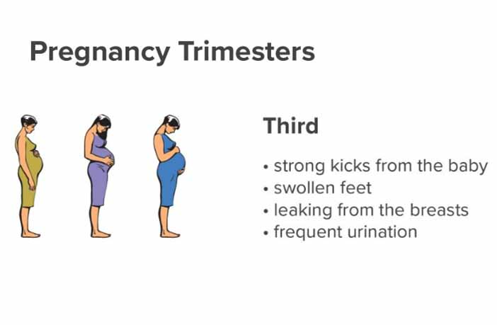 Stages Of Pregnancy Trimesters