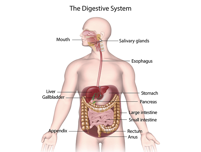 Digestive System in Hindi