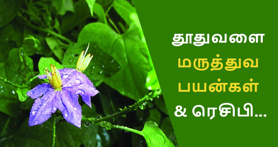 தூதுவளை மருத்துவ பயன்கள் & Thoothuvalai ரசம், துவையல்!